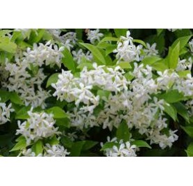 Star Jasmine